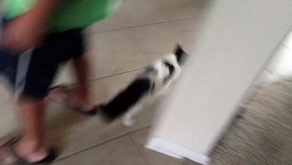 Un gato se reúne con su familia luego de un mes perdido, pero cuando su hermano sale y lo encuentra... ¡Esto me hizo llo