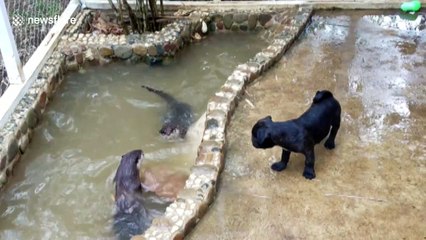 Pug puppy meets otters for the first time
