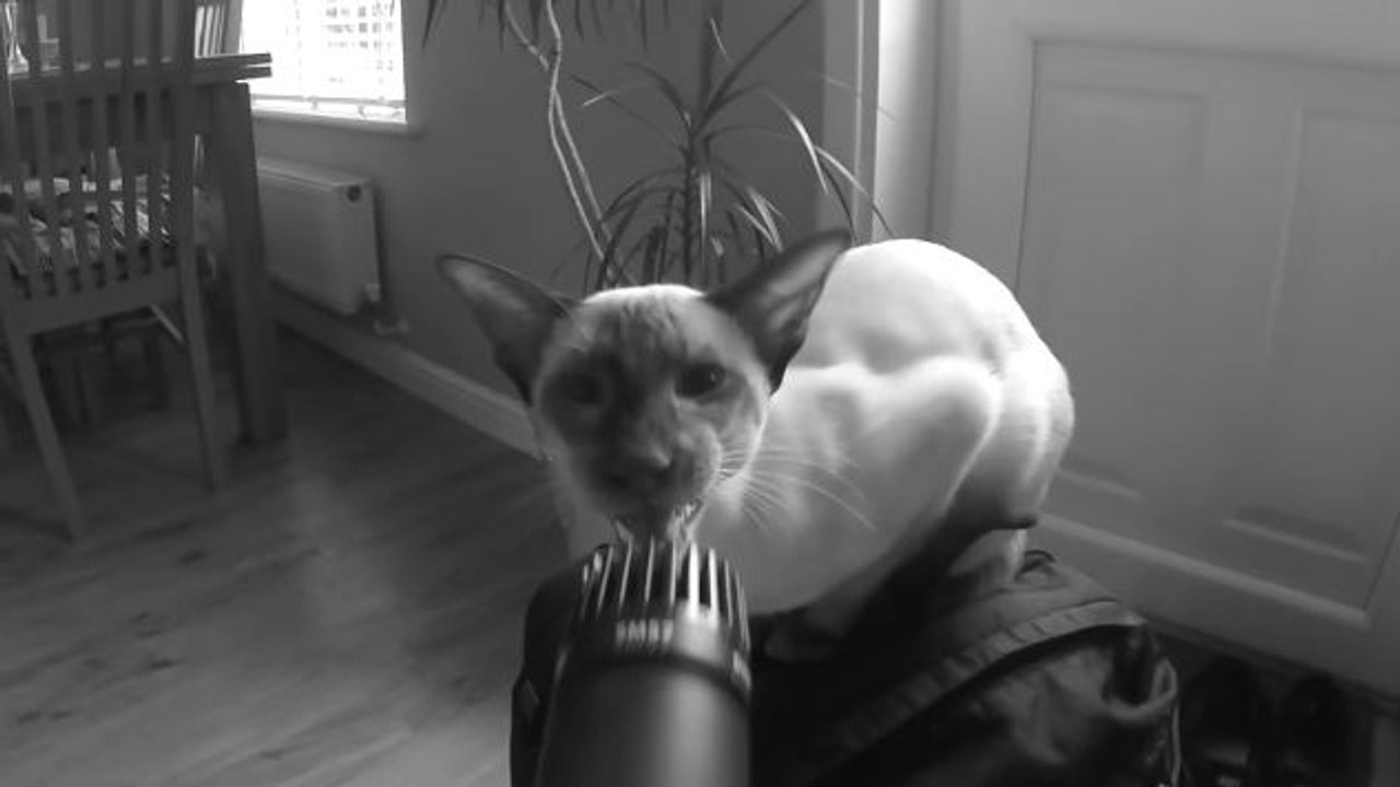 Drum and bass avec des miaulements de chat