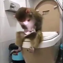 VIDÉO: VOUS SERAI ÉTONNER DE VOIR CE QUE FAIT SE SINGE...Regardez!