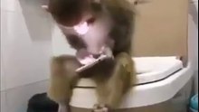 VIDÉO: VOUS SERAI ÉTONNER DE VOIR CE QUE FAIT SE SINGE...Regardez!