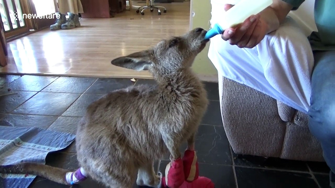 Good samaritans rescue kangaroo joeys from fires and treat them