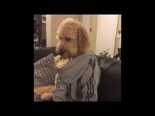 Dog Eats Popcorn Out of Human-Sized Hoodie