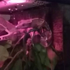 My Crested Gecko