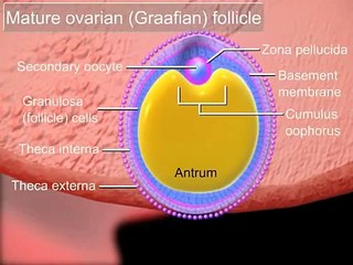 Fertilization-YBfCWRw3ncM