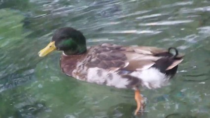 DANS EDEN YEŞİL ÖRDEK VE PEKİN ÖRDEĞİ