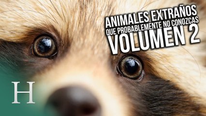 Animales extraños que probablemente no conozcas (Volumen 2)