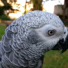 Intelligent Parrot-Grey Parrot