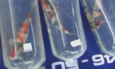 Untuk Dongkrak Popularitas Ikan Koi Diadakan Kontes