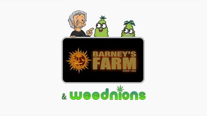 Jacuzzi - The Weednions - Barneys TV