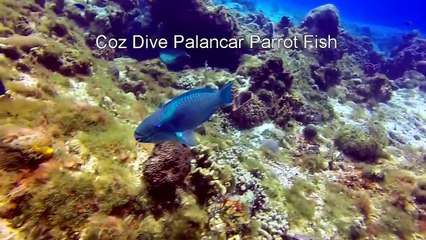 Cozumel Mexico Dive Parrot Fish Palancar Reef
