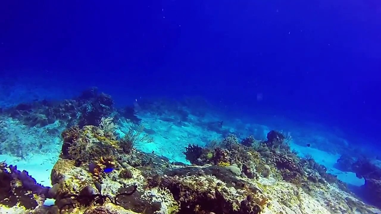 Barracudas in Cozumel Mexico