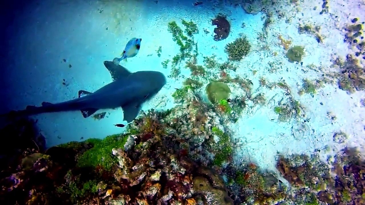 Cozumel Mexico Dive with Stingrays and a Nurse Shark Maracaibo Reef