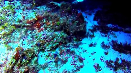 Cozumel Mexico Diving with Lobsters