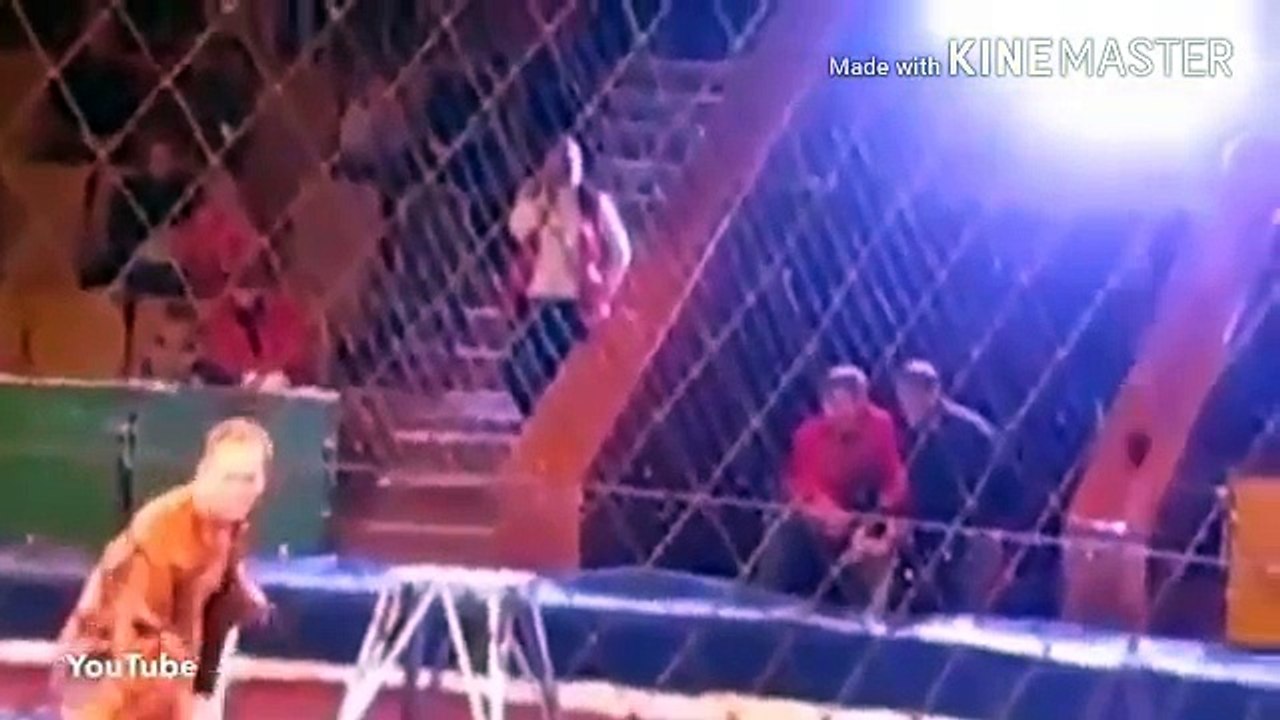 Un spectacle de lion qui tourne mal