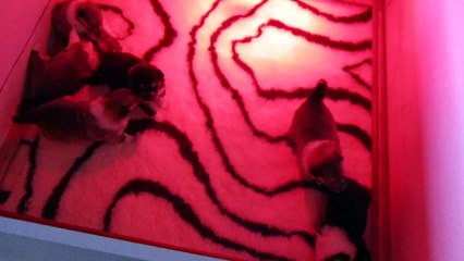 chiots colley des rives d alaric