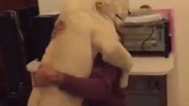 Lion lovingly embraces caretaker after 3 days apart