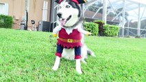 Husky shows off his epic pirate costume