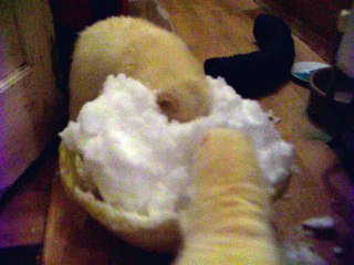 Rescued ferrets discover snow for the first time