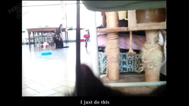 LA MAUVAISE HALEINE - PAROLE DE CHAT