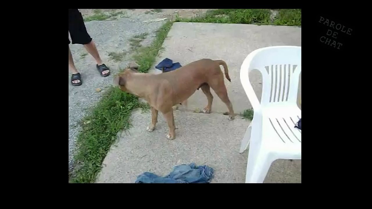 LA SAINT-VALENTIN DES CHIENS - PAROLE DE CHIEN