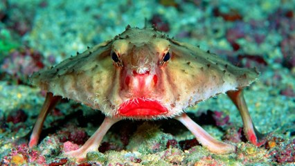 7 Animaux Bizarres et Inconnus