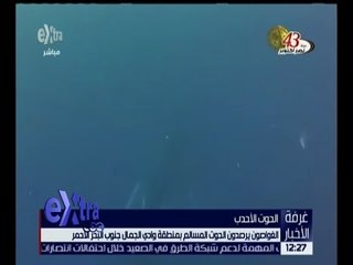 غرفة الأخبار | الغواصون يرصدون الحوت الأحدب جنوب البحر الأحمر