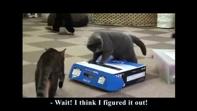 LA BOÎTE À CHAT - PAROLE DE CHAT