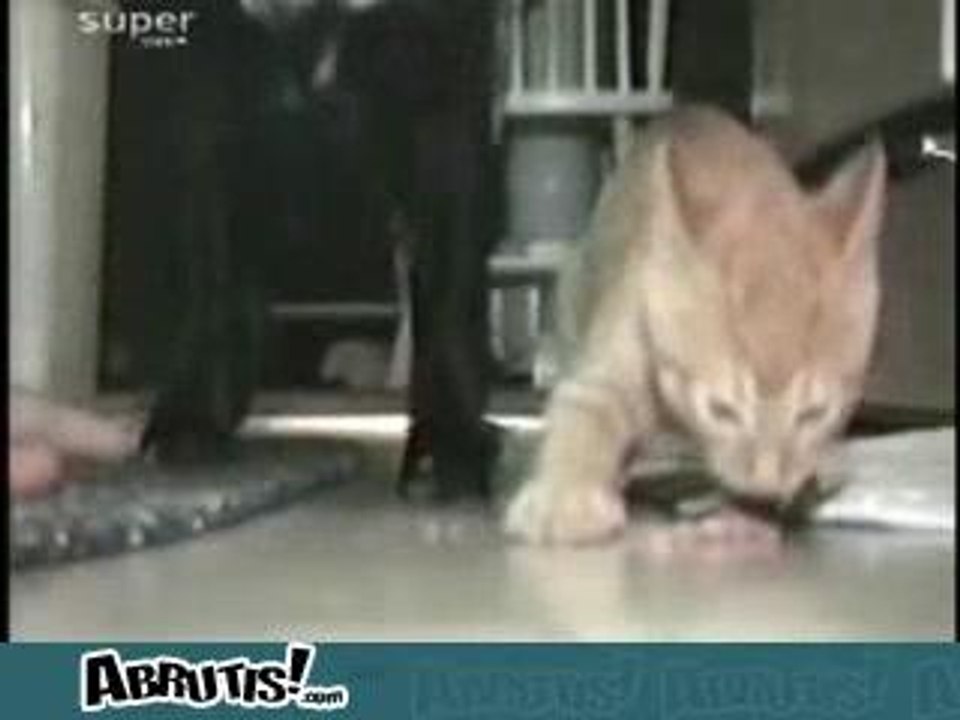 chien contre chat