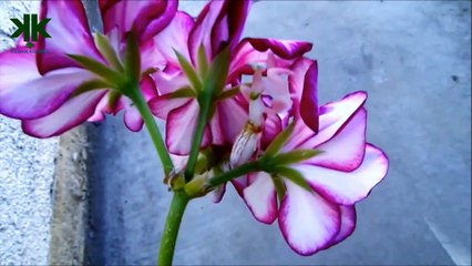 Orkide peygamber devesi