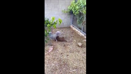 Descargar video: Grosse baston entre un lapin et une poule... En mode combat de pâques