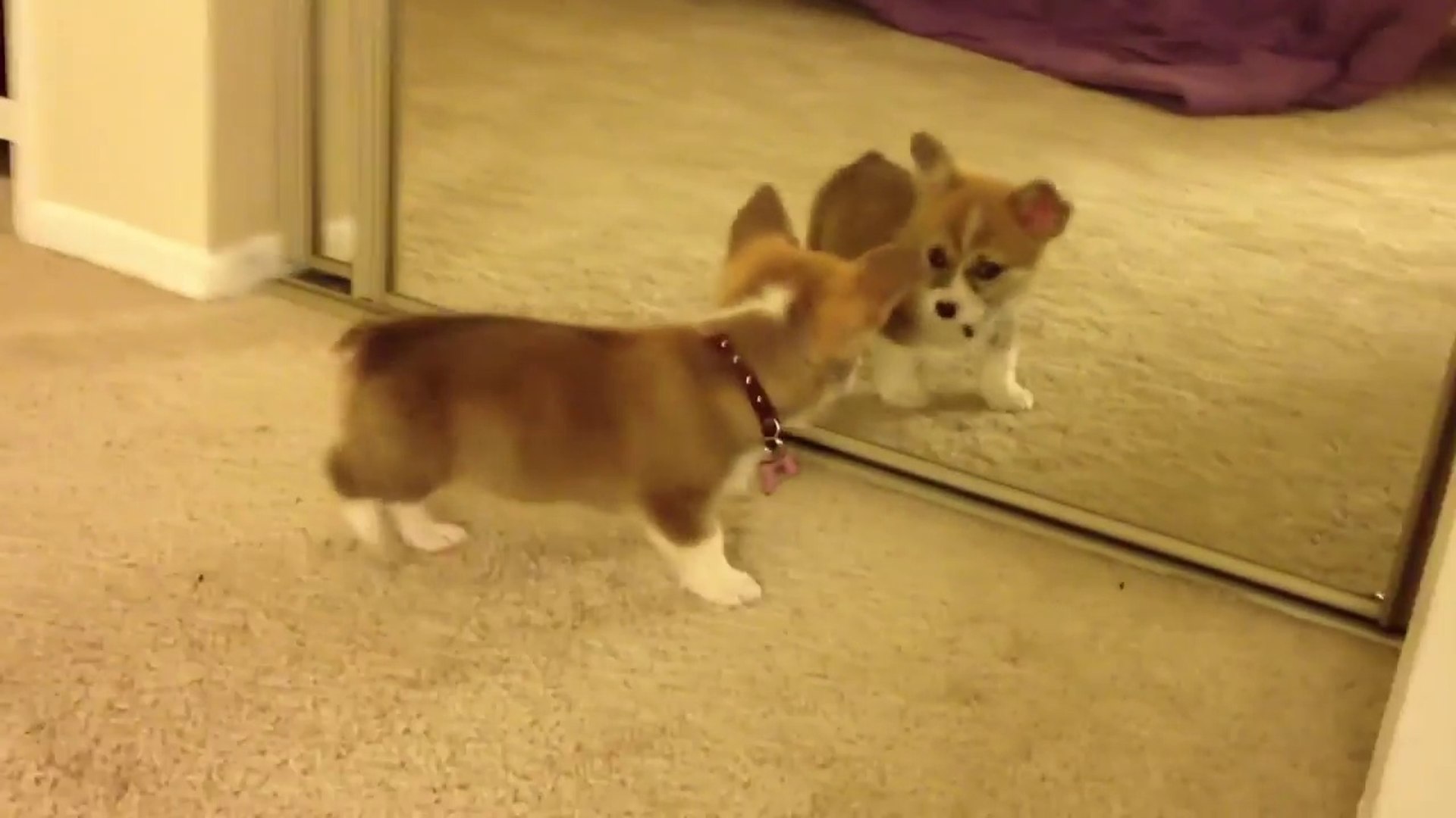 Ce Bebe Corgi Adorable Se Voit Dans Le Miroir Pour La Premiere Fois Trop Mignon Video Dailymotion