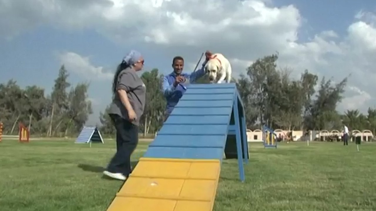 First Dog Gym In Egypt Gets Canines Fit