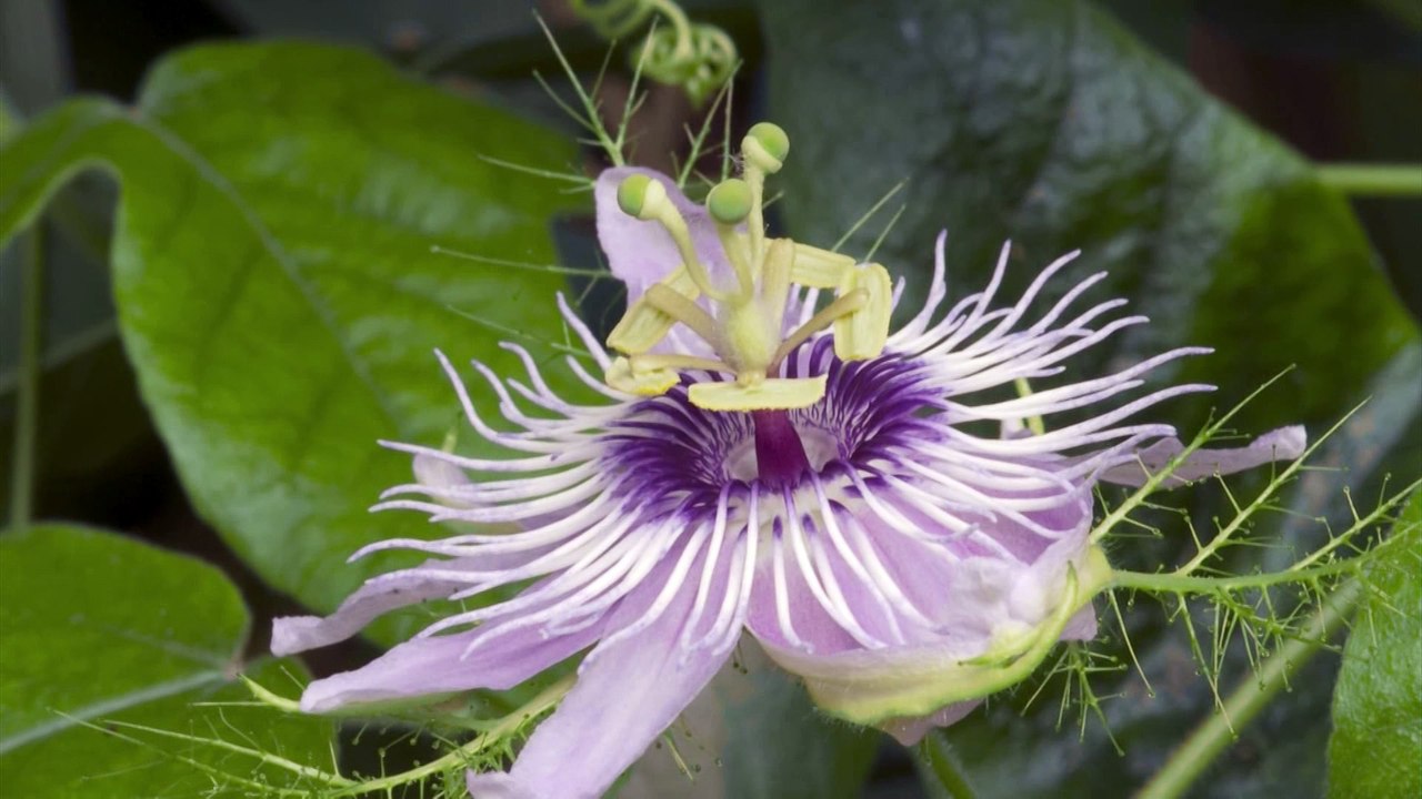 Księga Rodzajów, Studio Foto Video DigitalHD, Berlin Foto Film, www.kamerzysta-szczecin.pl, Filmowanie Polska i Niemcy