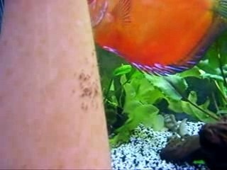 Pigeon marlboro ponte 011