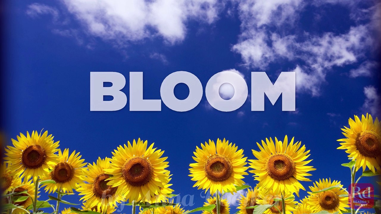 Bloom by Anna Voelker
