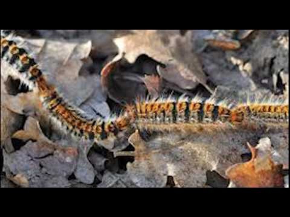 Occhio alla processionaria. Le indicazioni di Anthea per evitare rischi