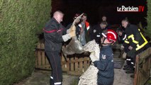 Le wallaby fugueur de retour au zoo du Bois d'Attilly