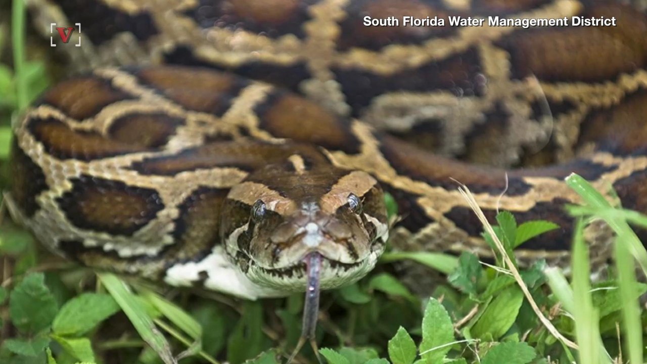Ten Huge Pythons Captured and Killed in the Florida Everglades