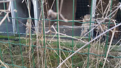 Elevage derrière la SPA de Mouscron