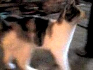 qui veut ses croquettes !