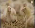 Pollos: Ganaderia intensiva
