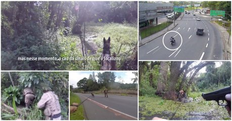 Perseguição acaba com assaltantes a não conseguirem escapar ao faro infalível de um cão polícia