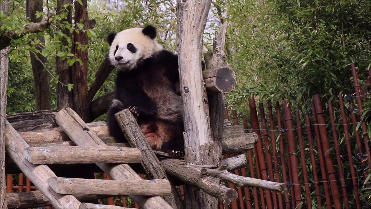 Tian Bao (1er avril 2017)