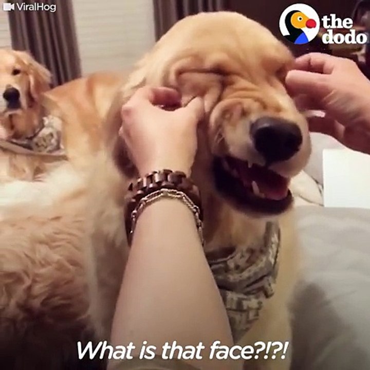 Este cão adora receber massagens faciais e a sua expressão de satisfação já se tornou viral!