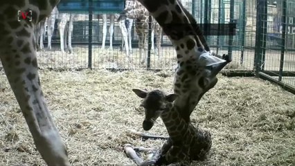 Check out the Baby Giraffe, Not That One