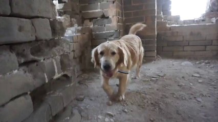 Escalade de la muraille de chine par un chien !
