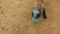Ce renard coincé dans un bocal demande de l'aide