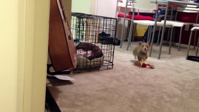 Ce bébé corgi adorable se voit dans le miroir pour la première fois... Trop mignon