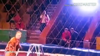 Quand les lions du cirque se rebellent en plein spectacle